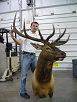 WhiteTail Deer Taxidermy