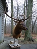 Big Game Taxidermy