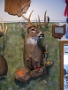 Whitetail Taxidermy