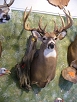 Whitetail Taxidermy