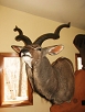 Exotics Taxidermy