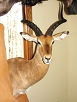 Exotics Taxidermy