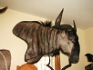 Exotics Taxidermy