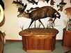 Exotics Taxidermy