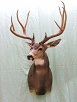 Big Game Taxidermy