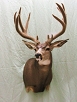 Big Game Taxidermy