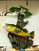 Fish Taxidermy