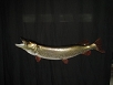 Fish Taxidermy