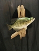 Fish Taxidermy