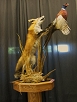 Mammal Taxidermy