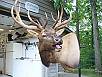 Big Game Taxidermy