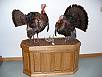 Turkey Taxidermy