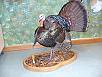 Turkey Taxidermy