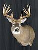 Whitetail Taxidermy