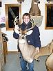 Whitetail Taxidermy