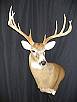 Whitetail Taxidermy