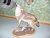 WhiteTail Deer Taxidermy