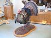 Turkey Taxidermy