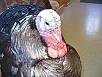 Turkey Taxidermy