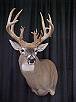 WhiteTail Deer Taxidermy