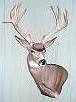 Big Game Taxidermy