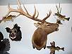 Big Game Taxidermy