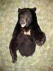 Bear Taxidermy