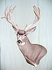 Mule Deer Taxidermy