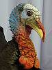 Turkey Taxidermy