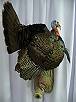 Turkey Taxidermy