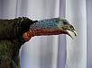 Turkey Taxidermy