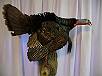 Turkey Taxidermy