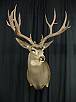 Mule Deer Taxidermy