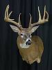 Whitetail Taxidermy