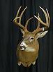 Whitetail Taxidermy