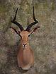 Deer Taxidermy