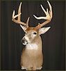 WhiteTail Deer Taxidermy