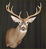 WhiteTail Deer Taxidermy