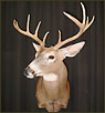 WhiteTail Deer Taxidermy