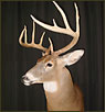 WhiteTail Deer Taxidermy