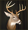 WhiteTail Deer Taxidermy