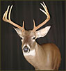 WhiteTail Deer Taxidermy