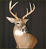 WhiteTail Deer Taxidermy