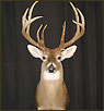 WhiteTail Deer Taxidermy