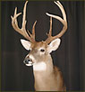 WhiteTail Deer Taxidermy