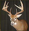 WhiteTail Deer Taxidermy