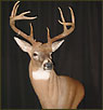 WhiteTail Deer Taxidermy