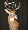 WhiteTail Deer Taxidermy