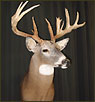 WhiteTail Deer Taxidermy