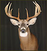 WhiteTail Deer Taxidermy